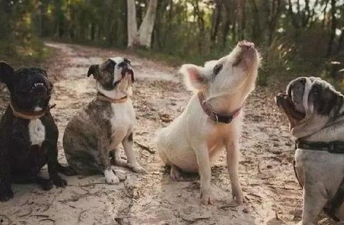 网红小狗的烦心事黑料吃瓜,揭秘背后的黑料与吃瓜真相